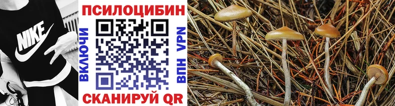 Псилоцибиновые грибы Cubensis купить сайты Иннополис